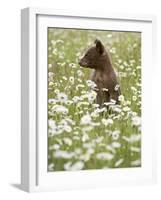 Black Bear Cub Among Oxeye Daisy, in Captivity, Sandstone, Minnesota, USA-James Hager-Framed Photographic Print