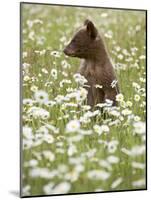 Black Bear Cub Among Oxeye Daisy, in Captivity, Sandstone, Minnesota, USA-James Hager-Mounted Photographic Print