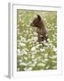 Black Bear Cub Among Oxeye Daisy, in Captivity, Sandstone, Minnesota, USA-James Hager-Framed Photographic Print