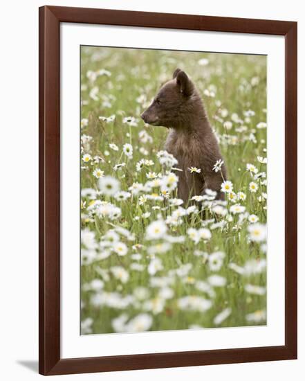 Black Bear Cub Among Oxeye Daisy, in Captivity, Sandstone, Minnesota, USA-James Hager-Framed Photographic Print