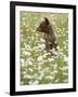 Black Bear Cub Among Oxeye Daisy, in Captivity, Sandstone, Minnesota, USA-James Hager-Framed Photographic Print