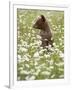 Black Bear Cub Among Oxeye Daisy, in Captivity, Sandstone, Minnesota, USA-James Hager-Framed Photographic Print