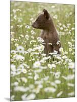 Black Bear Cub Among Oxeye Daisy, in Captivity, Sandstone, Minnesota, USA-James Hager-Mounted Photographic Print