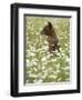 Black Bear Cub Among Oxeye Daisy, in Captivity, Sandstone, Minnesota, USA-James Hager-Framed Photographic Print