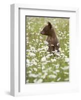 Black Bear Cub Among Oxeye Daisy, in Captivity, Sandstone, Minnesota, USA-James Hager-Framed Photographic Print