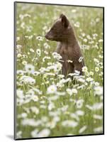 Black Bear Cub Among Oxeye Daisy, in Captivity, Sandstone, Minnesota, USA-James Hager-Mounted Photographic Print