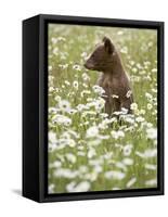 Black Bear Cub Among Oxeye Daisy, in Captivity, Sandstone, Minnesota, USA-James Hager-Framed Stretched Canvas