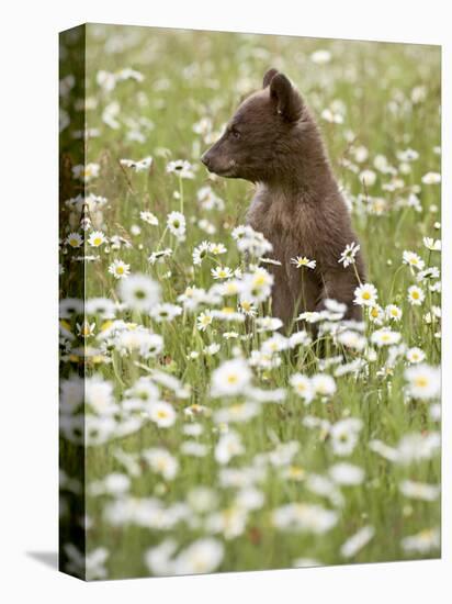 Black Bear Cub Among Oxeye Daisy, in Captivity, Sandstone, Minnesota, USA-James Hager-Stretched Canvas