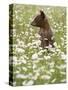 Black Bear Cub Among Oxeye Daisy, in Captivity, Sandstone, Minnesota, USA-James Hager-Stretched Canvas