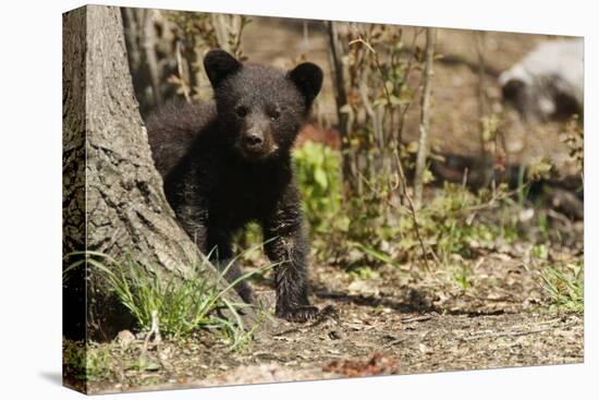 Black Bear Cub by a Tree-MichaelRiggs-Stretched Canvas