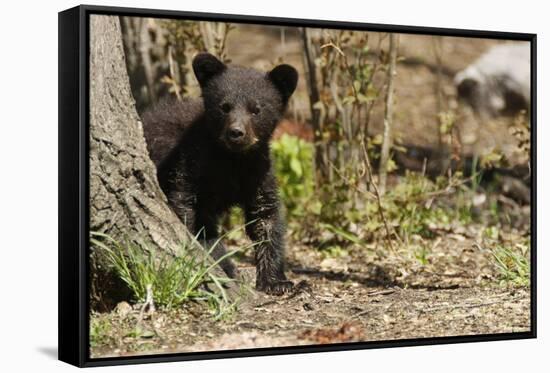Black Bear Cub by a Tree-MichaelRiggs-Framed Stretched Canvas