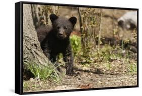 Black Bear Cub by a Tree-MichaelRiggs-Framed Stretched Canvas