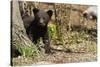 Black Bear Cub by a Tree-MichaelRiggs-Stretched Canvas