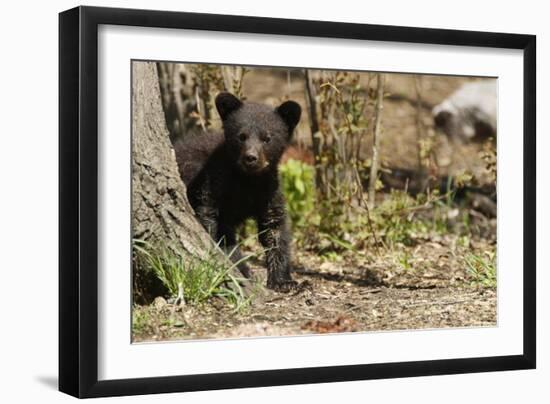 Black Bear Cub by a Tree-MichaelRiggs-Framed Photographic Print