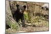 Black Bear Cub by a Tree-MichaelRiggs-Mounted Photographic Print