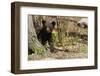 Black Bear Cub by a Tree-MichaelRiggs-Framed Photographic Print