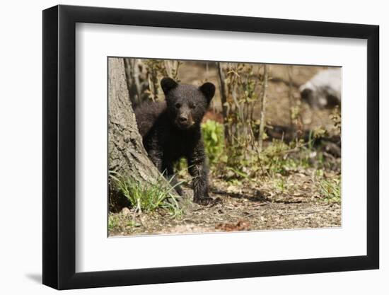 Black Bear Cub by a Tree-MichaelRiggs-Framed Photographic Print