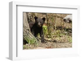 Black Bear Cub by a Tree-MichaelRiggs-Framed Photographic Print