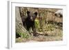 Black Bear Cub by a Tree-MichaelRiggs-Framed Photographic Print