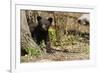 Black Bear Cub by a Tree-MichaelRiggs-Framed Photographic Print