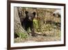 Black Bear Cub by a Tree-MichaelRiggs-Framed Photographic Print