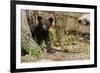 Black Bear Cub by a Tree-MichaelRiggs-Framed Photographic Print