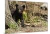 Black Bear Cub by a Tree-MichaelRiggs-Mounted Photographic Print