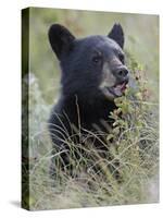 Black Bear Cub Eating Saskatoon Berries, Waterton Lakes National Park, Alberta-James Hager-Stretched Canvas