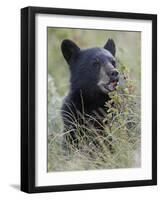 Black Bear Cub Eating Saskatoon Berries, Waterton Lakes National Park, Alberta-James Hager-Framed Photographic Print