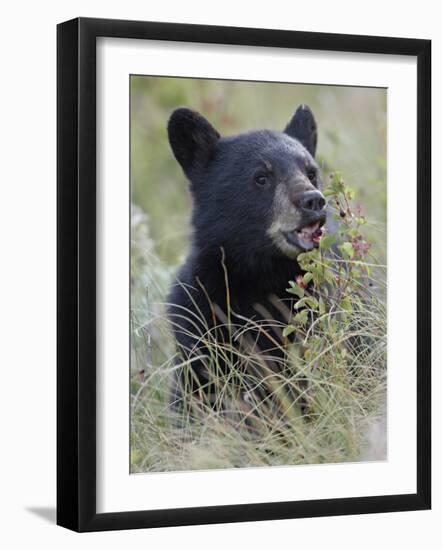 Black Bear Cub Eating Saskatoon Berries, Waterton Lakes National Park, Alberta-James Hager-Framed Photographic Print