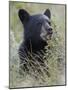 Black Bear Cub Eating Saskatoon Berries, Waterton Lakes National Park, Alberta-James Hager-Mounted Photographic Print