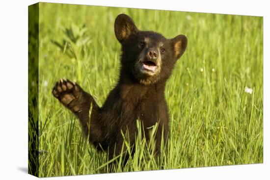 Black Bear Cub in Green Grass-W^ Perry Conway-Stretched Canvas