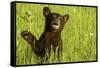 Black Bear Cub in Green Grass-W^ Perry Conway-Framed Stretched Canvas