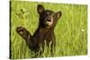 Black Bear Cub in Green Grass-W^ Perry Conway-Stretched Canvas