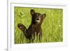 Black Bear Cub in Green Grass-W^ Perry Conway-Framed Photographic Print