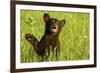 Black Bear Cub in Green Grass-W^ Perry Conway-Framed Photographic Print