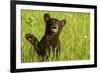 Black Bear Cub in Green Grass-W^ Perry Conway-Framed Photographic Print