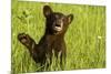 Black Bear Cub in Green Grass-W^ Perry Conway-Mounted Photographic Print