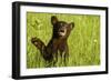 Black Bear Cub in Green Grass-W^ Perry Conway-Framed Photographic Print