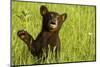 Black Bear Cub in Green Grass-W^ Perry Conway-Mounted Photographic Print