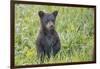 Black bear cub in spring.-Richard Wright-Framed Photographic Print