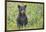 Black bear cub in spring.-Richard Wright-Framed Photographic Print