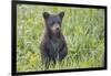 Black bear cub in spring.-Richard Wright-Framed Photographic Print