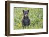 Black bear cub in spring.-Richard Wright-Framed Photographic Print