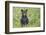 Black bear cub in spring.-Richard Wright-Framed Photographic Print