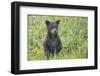 Black bear cub in spring.-Richard Wright-Framed Photographic Print