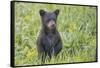 Black bear cub in spring.-Richard Wright-Framed Stretched Canvas