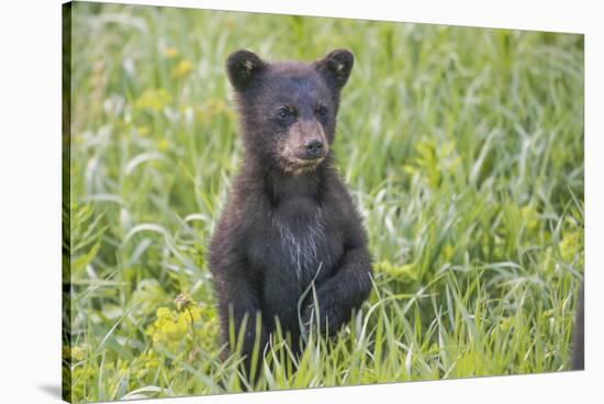 Black bear cub in spring.-Richard Wright-Stretched Canvas