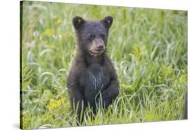 Black bear cub in spring.-Richard Wright-Stretched Canvas