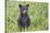 Black bear cub in spring.-Richard Wright-Stretched Canvas